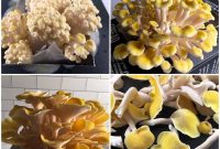 When to Harvest Golden Oyster Mushrooms and How to Do It Right