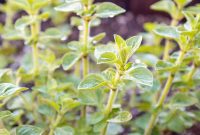 Grow and Harvest Oregano: A Complete Guide for Gardeners