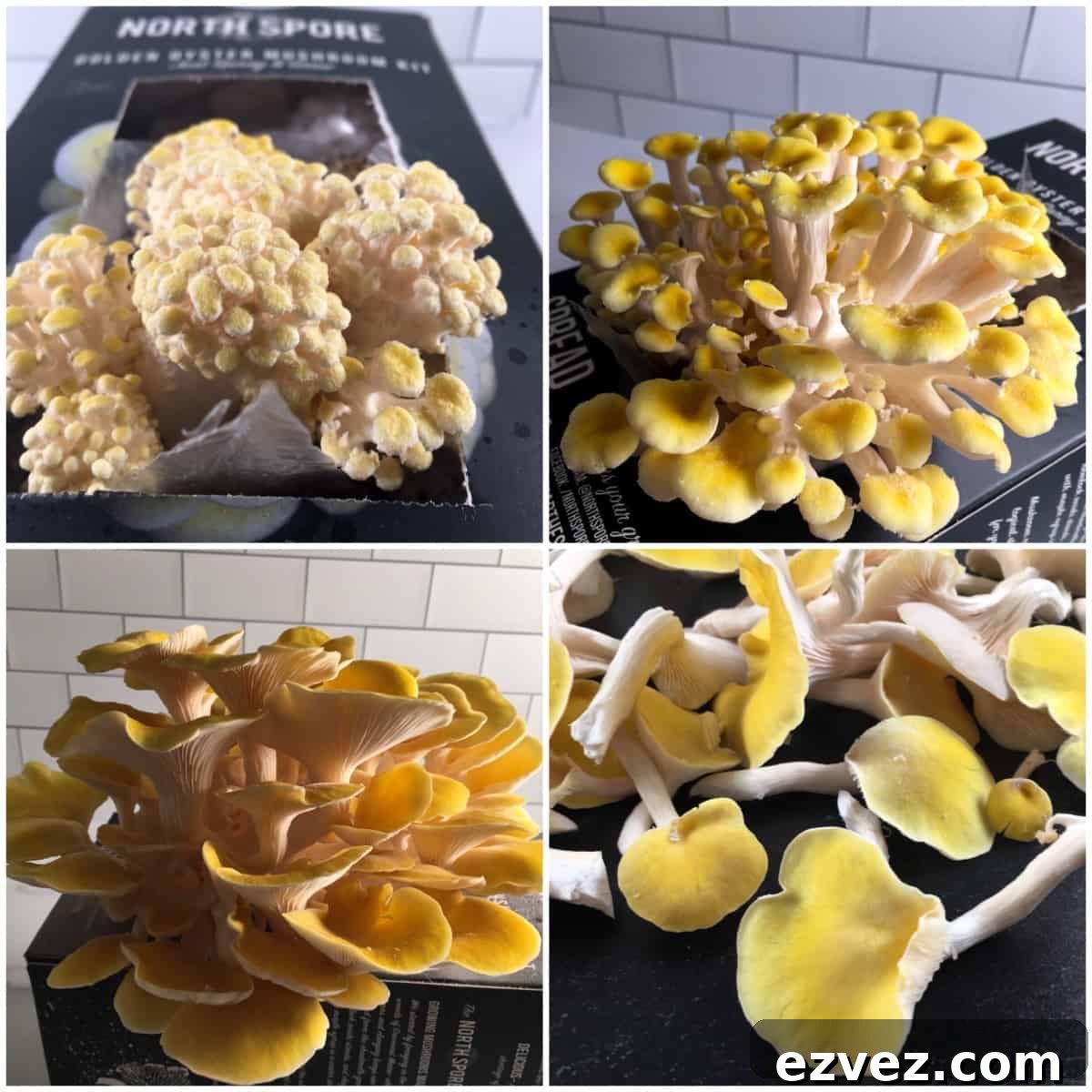 When to Harvest Golden Oyster Mushrooms and How to Do It Right 2 growing golden oyster mushrooms