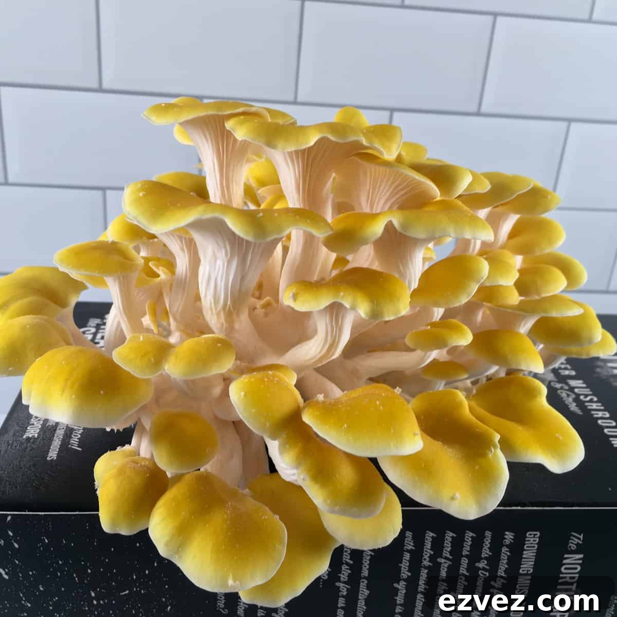 When to Harvest Golden Oyster Mushrooms and How to Do It Right 11 oyster mushrooms
