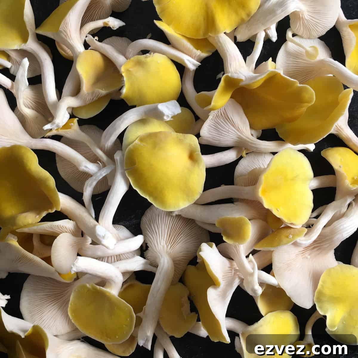 When to Harvest Golden Oyster Mushrooms and How to Do It Right 12 fresh golden oyster mushrooms