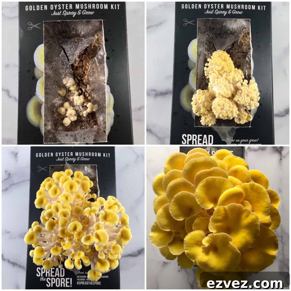 When to Harvest Golden Oyster Mushrooms and How to Do It Right 3 growing oyster mushrooms