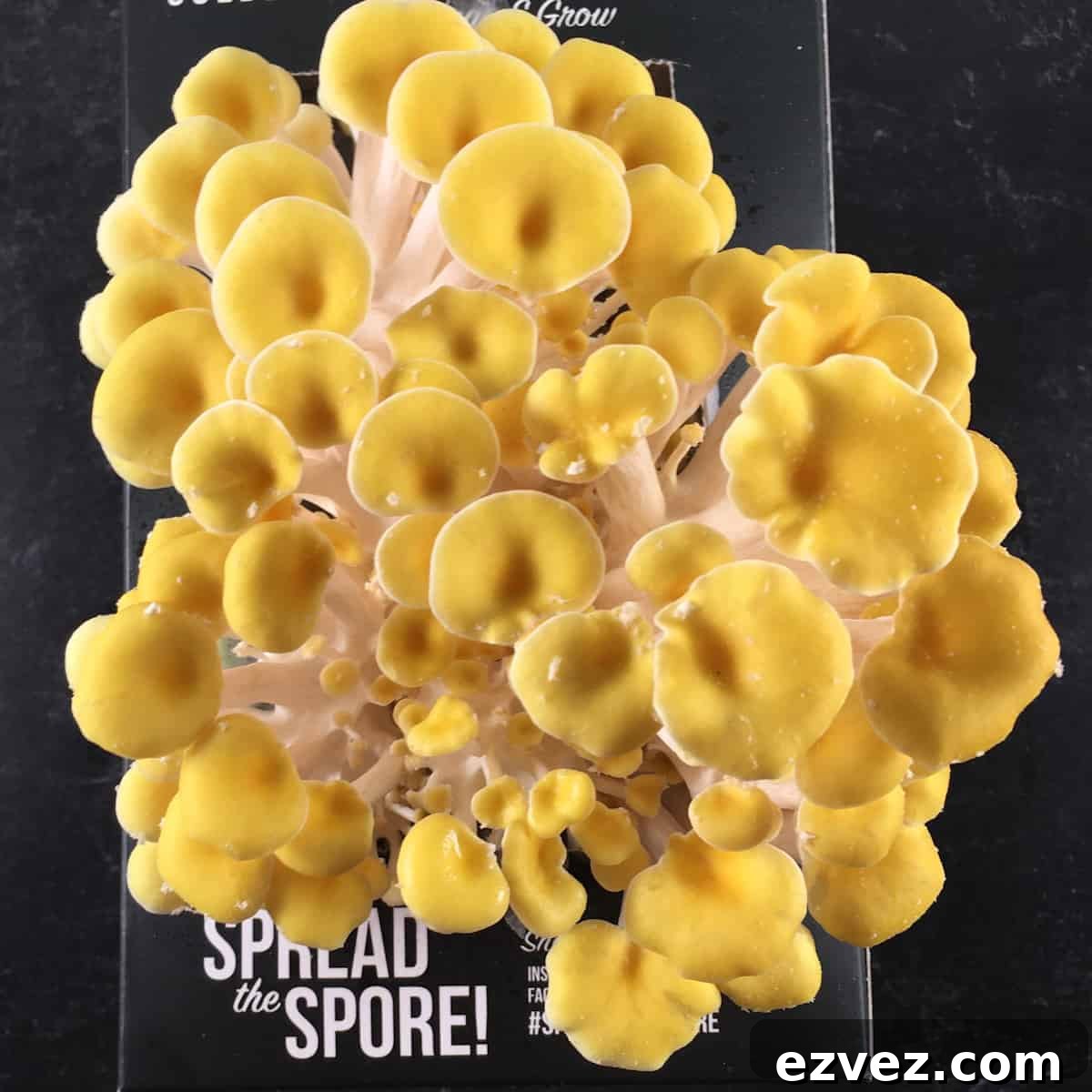 When to Harvest Golden Oyster Mushrooms and How to Do It Right 4 review golden oyster mushroom kit