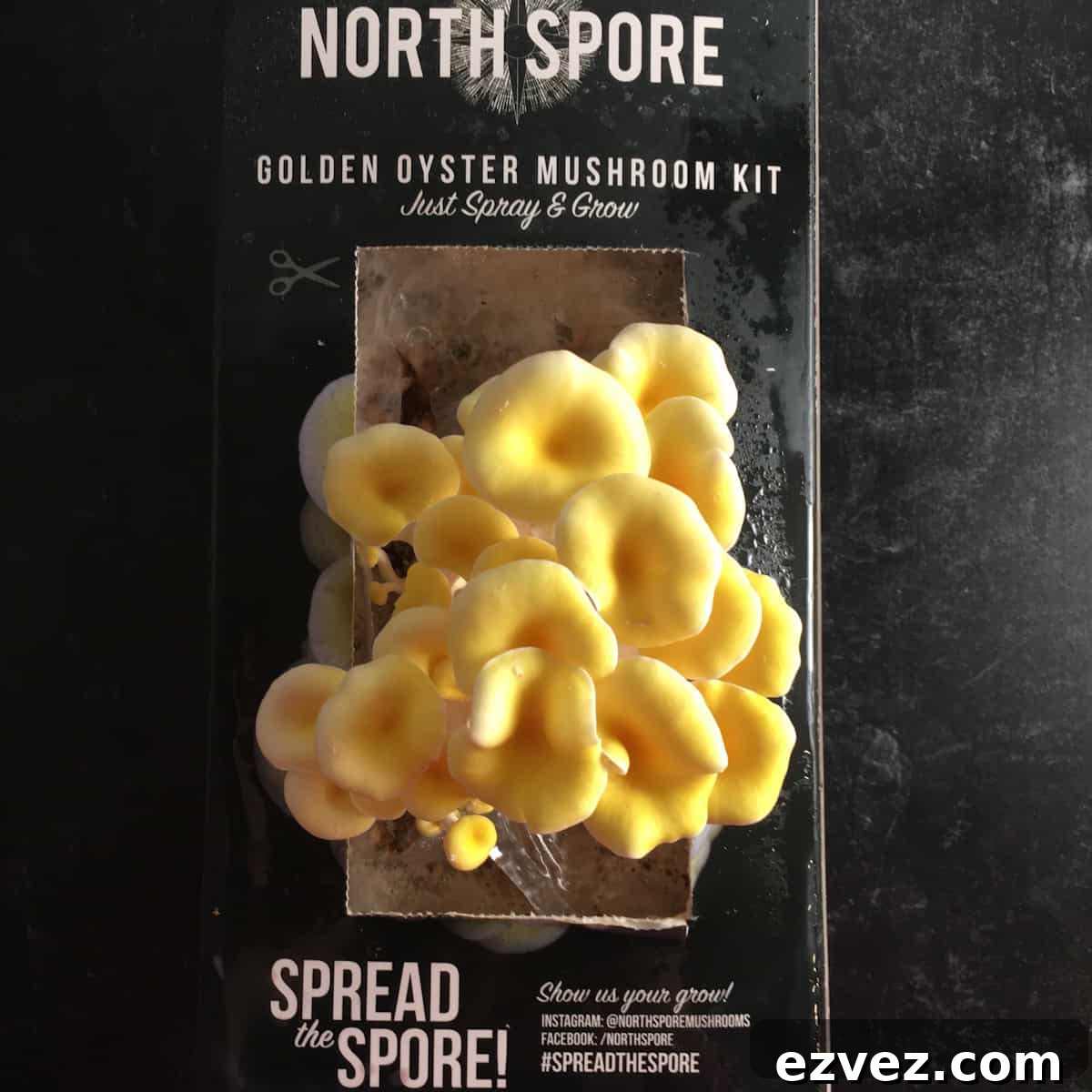 When to Harvest Golden Oyster Mushrooms and How to Do It Right 5 north spore golden oyster mushroom kit