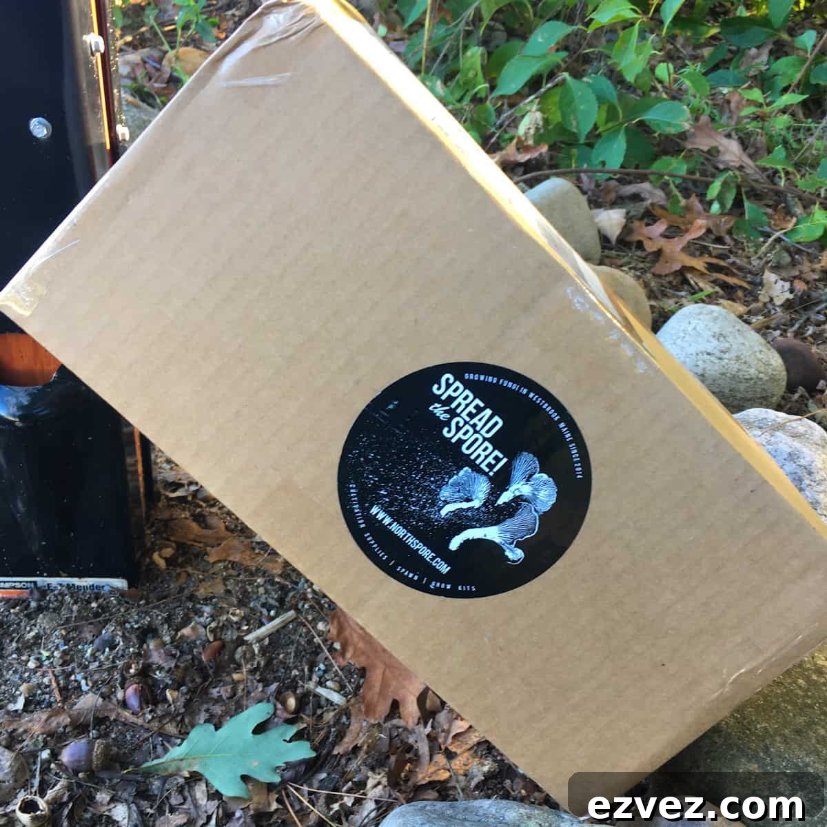 When to Harvest Golden Oyster Mushrooms and How to Do It Right 8 north spore box