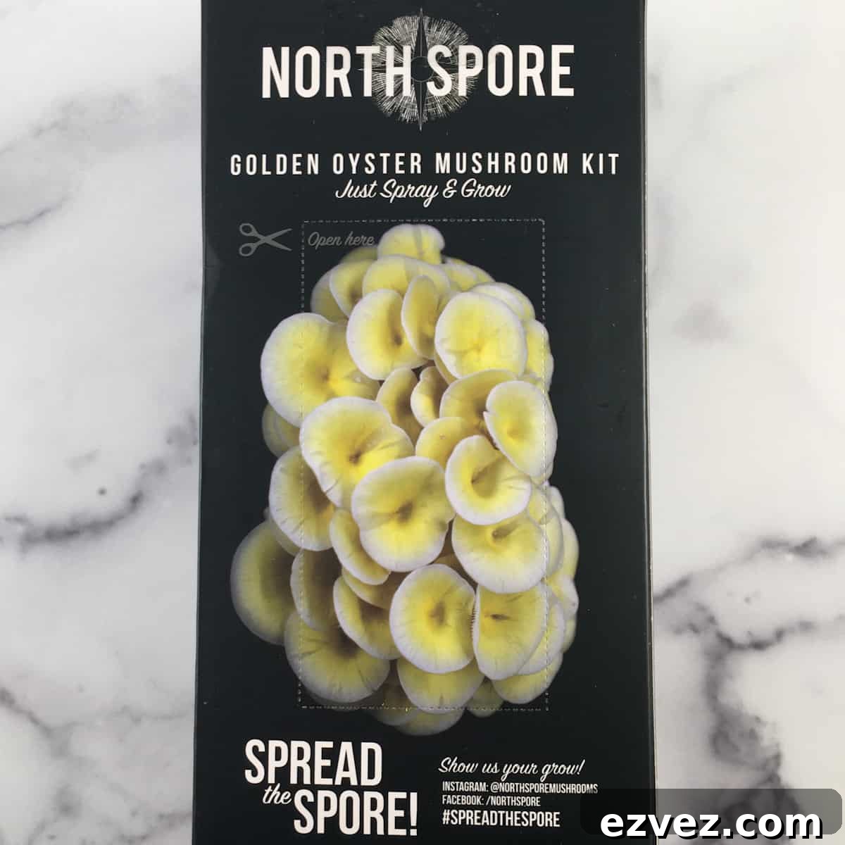 When to Harvest Golden Oyster Mushrooms and How to Do It Right 9 golden oyster mushroom growing kit