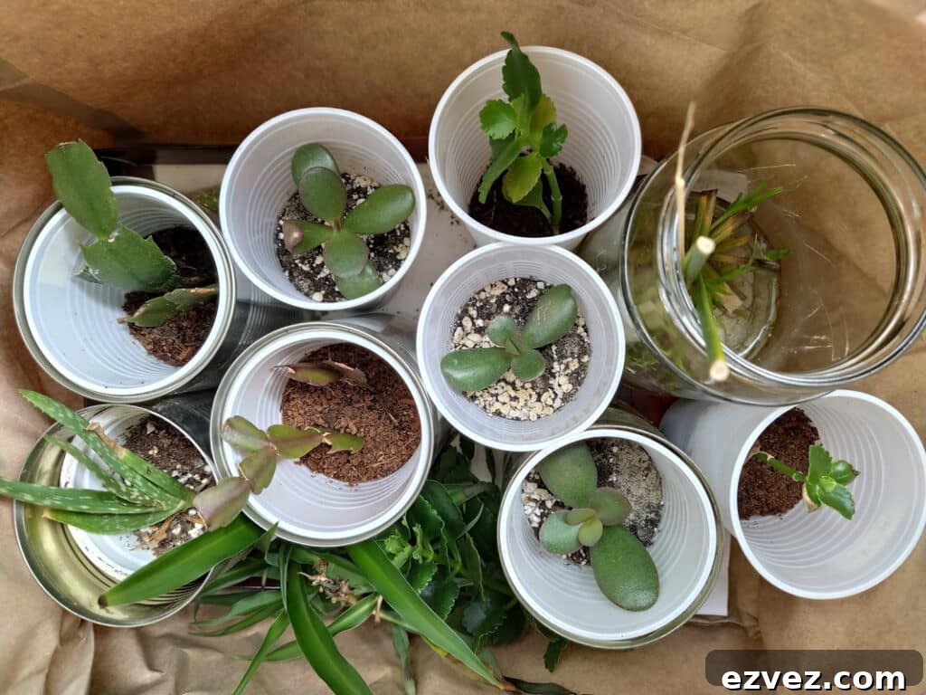plants being propgated in recycled containers