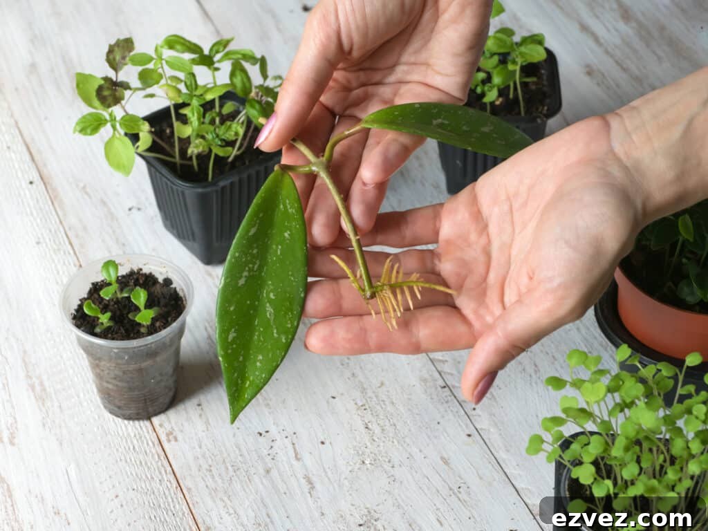cutting with roots growing