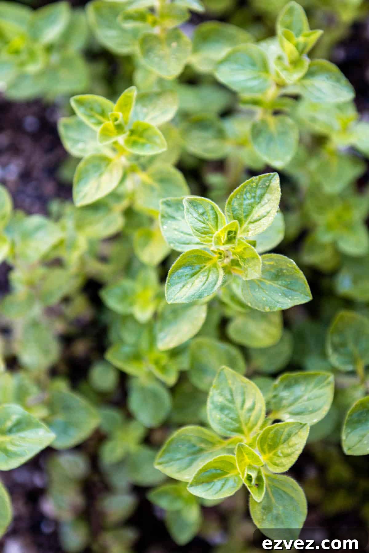 Top of an oregano plant.