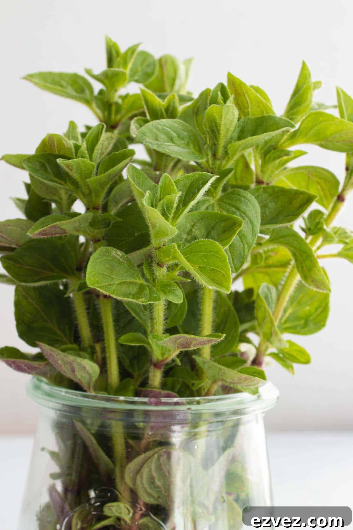 A jar with oregano stalks.