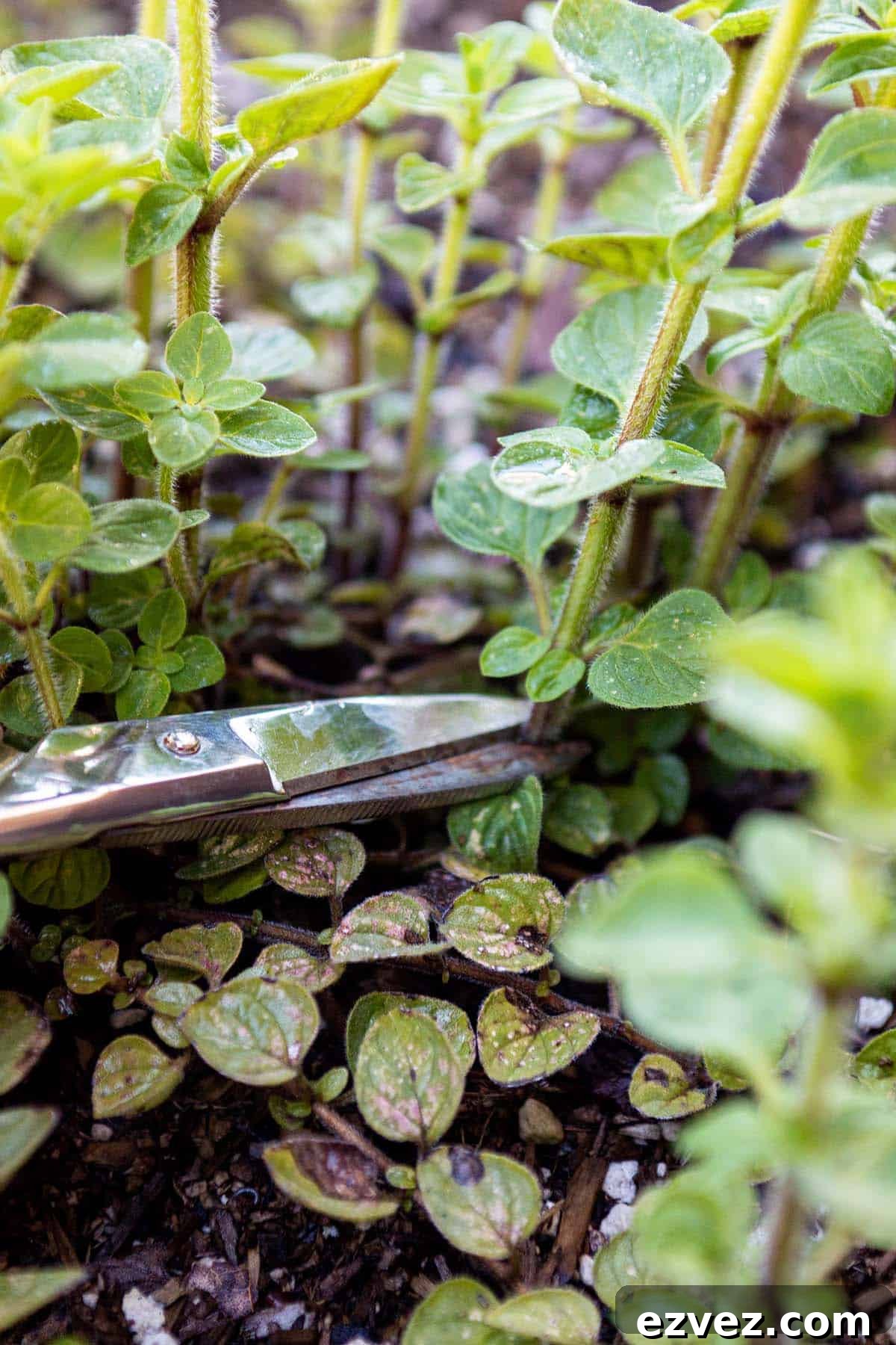 Scissors cutting of a stalk of oregano.