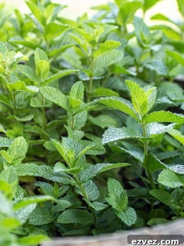 A barrel with mint plant.